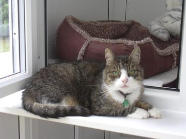 Boarding Cattery in Dunbar and East Lothian. Cat sitting. Vonvarda Cats Hotel cat looking content.