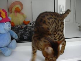 Vonvarda Cats Hotel. Comfy cattery Dunbar, East Lothians. Cat playing with toys.